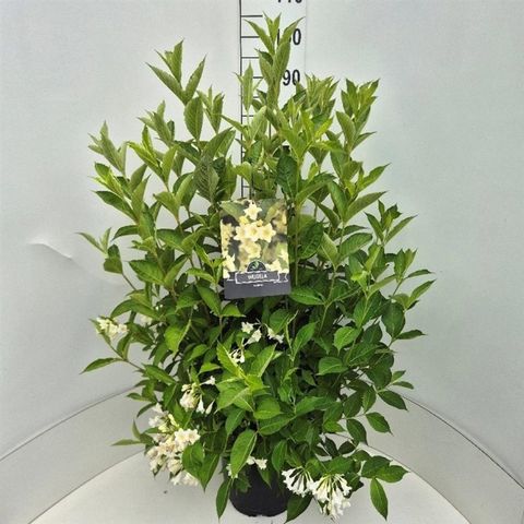 Weigela 'Candida'