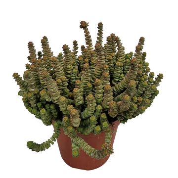 Crassula marnieriana 'Hottentot'
