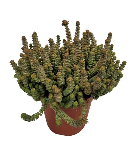 Crassula marnieriana 'Hottentot'