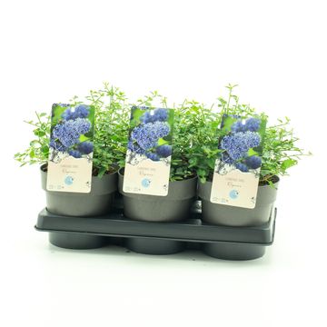 Ceanothus thyrsiflorus repens