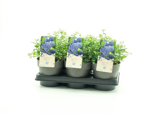 Ceanothus thyrsiflorus repens