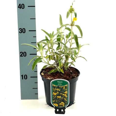 Phlomis fruticosa 'Bourgaei'