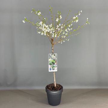 Prunus incisa 'Midori-zakura'