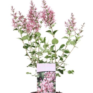 Syringa BLOOMERANG PINK PERFUME