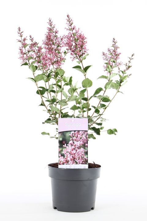 Syringa BLOOMERANG PINK PERFUME