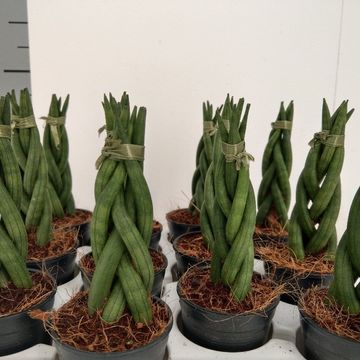 Sansevieria cylindrica 'Braid'