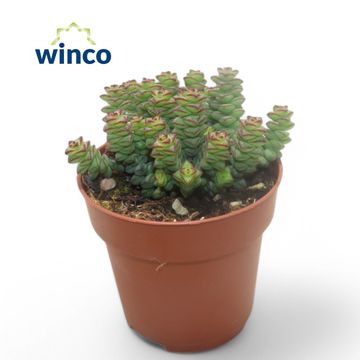 Crassula marnieriana