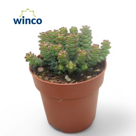 Crassula marnieriana