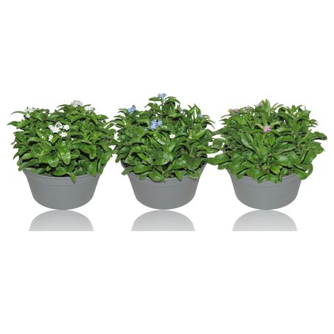Myosotis sylvatica MON AMIE MIX