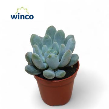 x Pachyveria clavifolia