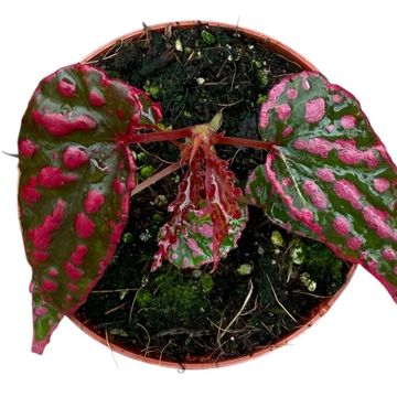 Begonia 'Pink Lady'