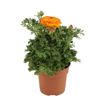 Ranunculus Sprinkles Orange Fire