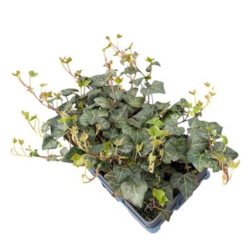 Hedera helix 'Plattensee'