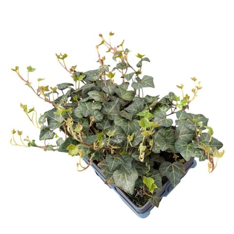 Hedera helix 'Plattensee'