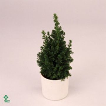 Chamaecyparis thyoides 'Top Point'