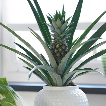 Ananas 'Champaca'