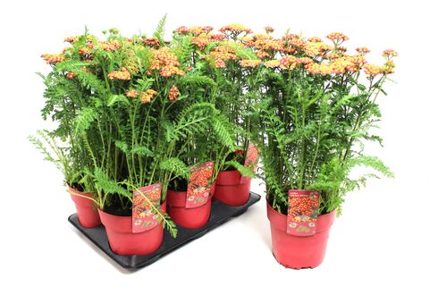 Achillea millefolium 'Saucy Seduction'