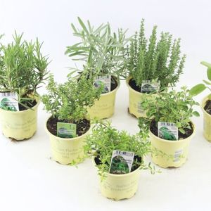 Herbs MIX (Green Collect Sales)
