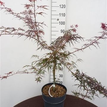 Acer palmatum 'Firecracker'