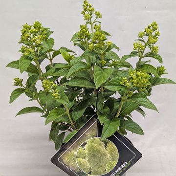 Hydrangea paniculata MAGICAL CANDLE