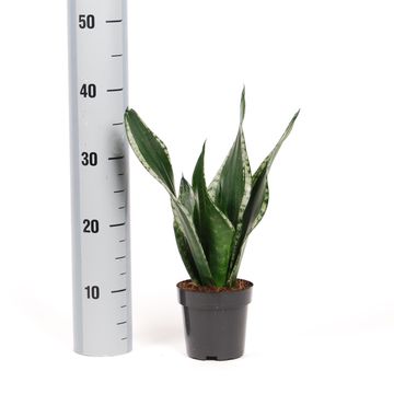 Sansevieria trifasciata 'Silver Flame'