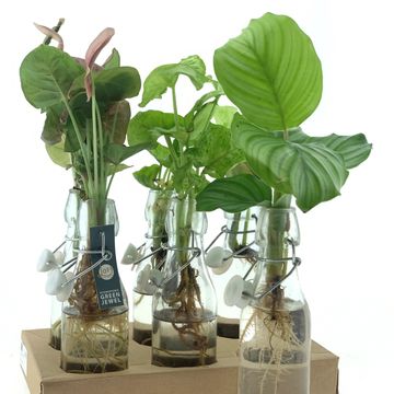 Arrangement Houseplants