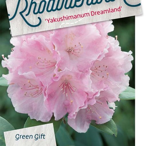 Rhododendron 'Dreamland' (Y)