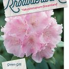 Rhododendron 'Dreamland' (Y)