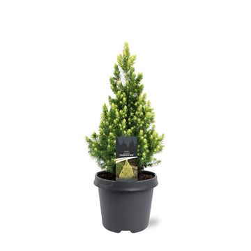 Picea glauca 'Rainbow's End'