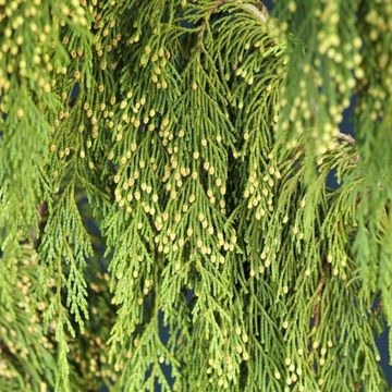 Chamaecyparis nootkatensis 'Pendula'