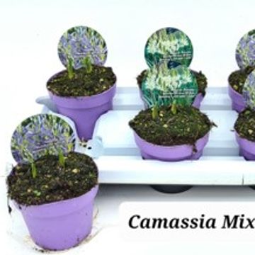 Camassia quamash MIX