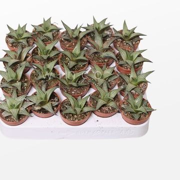 Haworthia tessellata