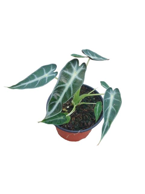 Alocasia BAMBINO VARIEGATA