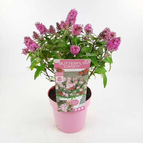 Buddleja davidii BUTTERFLY CANDY LITTLE PINK — Plant Wholesale FlorAccess