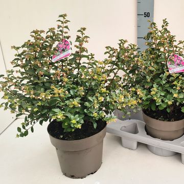 Symphoricarpos MAGICAL SWEET