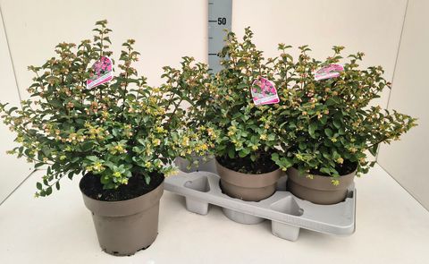 Symphoricarpos MAGICAL SWEET