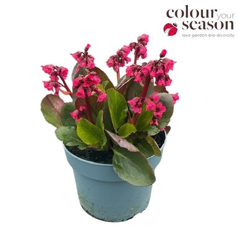 Bergenia VINTAGE LOVE