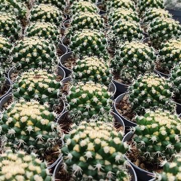 Mammillaria eichlamii