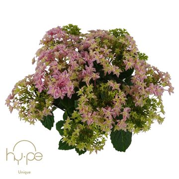 Hydrangea macrophylla 'Double Dutch Pink'