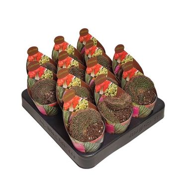 Lobivia arachnacantha cristata