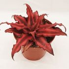 Cryptanthus bivittatus 'Red Star'