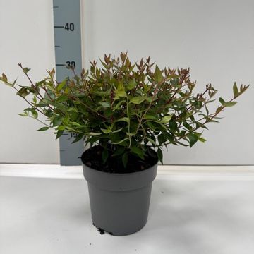 Abelia x grandiflora 'Sherwood'