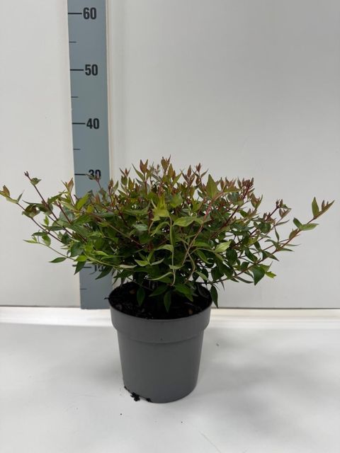 Abelia x grandiflora 'Sherwood'