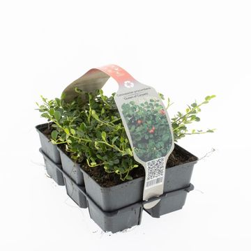 Cotoneaster procumbens 'Queen of Carpets'