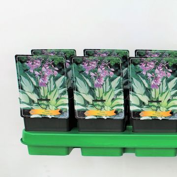 Hosta 'Fire and Ice'