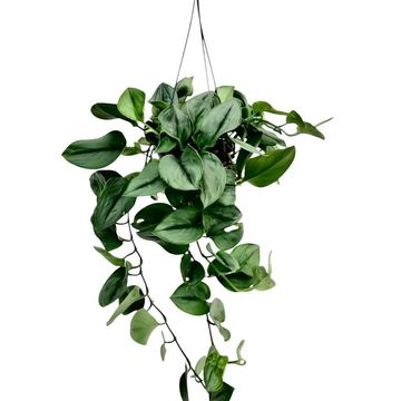 Scindapsus treubii 'Moonlight'