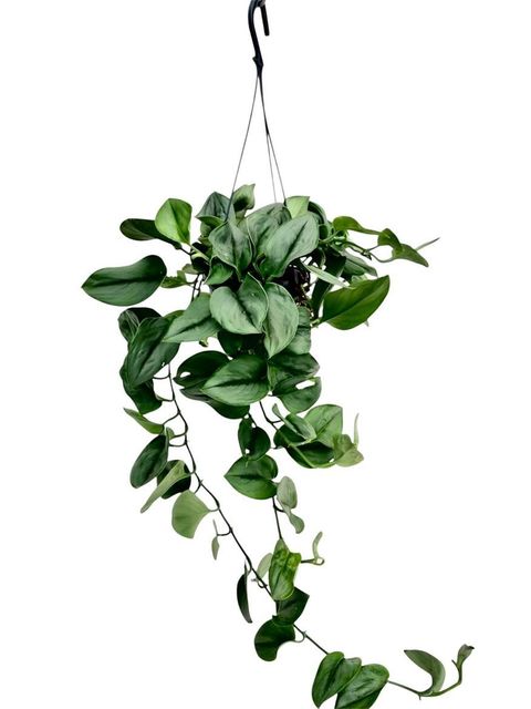 Scindapsus treubii 'Moonlight'