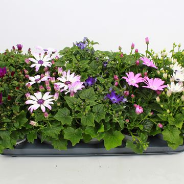 Pericallis SENETTI MIX