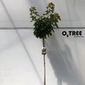Acer platanoides 'Globosum'