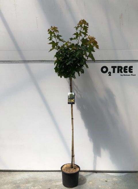 Acer platanoides 'Globosum'